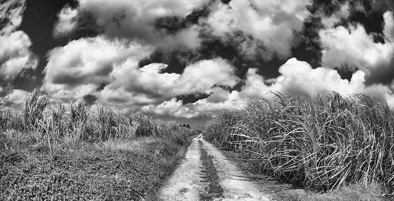 Wall Art - Photograph - Sugarcane Fields #2 by Raul Rodriguez