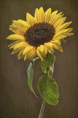 Sun Worshipper by Linda Szabo Sun Worshipper by Linda Szabo
