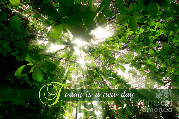 Wall Art - Photograph - Sunlight Streaming Through Leaves Trees in a Forest #2 by Beverly Claire Kaiya