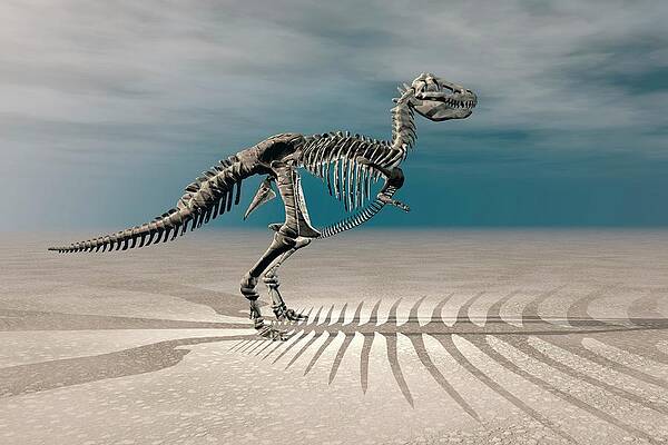 Wall Art - Photograph - T. Rex Dinosaur Skeleton #2 by Science Photo Library