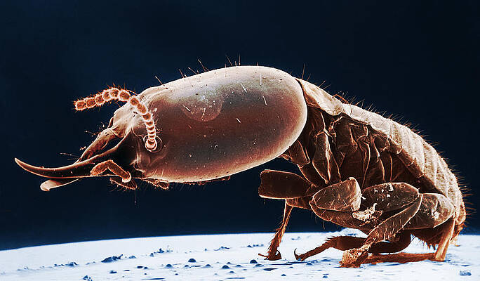 Wall Art - Photograph - Termite Soldier, Sem #2 by Science Source