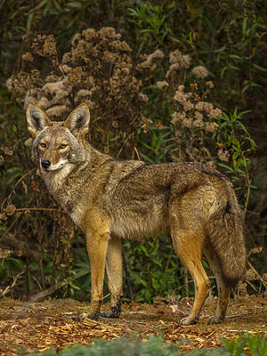 The Coyote by Ernie Echols The Coyote by Ernie Echols