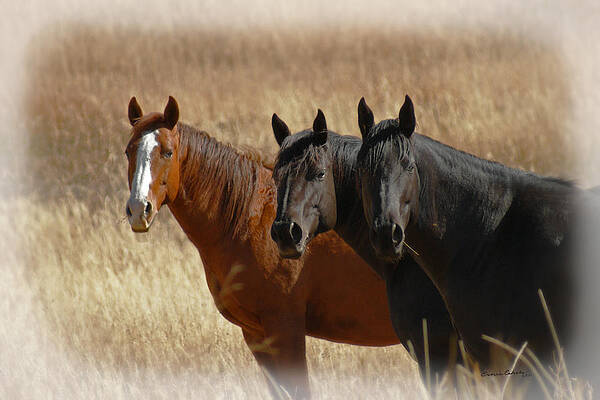 Three Horses by Ernie Echols Three Horses by Ernie Echols