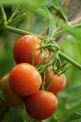 Wall Art - Photograph - Tomatoes (solanum Lycopersicon) #2 by Science Photo Library