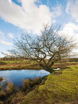 Wall Art - Photograph - Tree by a pond #3 by Roy Pedersen