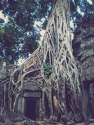 Tree in Ta Phrom - Angkor Wat - Cambodia by Leander Nardin Tree in Ta Phrom - Angkor Wat - Cambodia by Leander Nardin