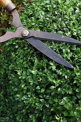 Wall Art - Photograph - Trimming Shaping Box Shrub #2 by Science Photo Library