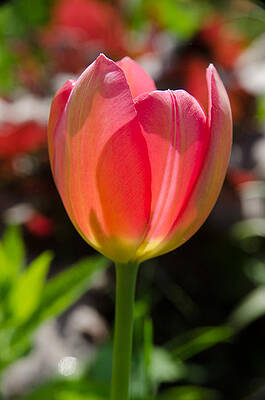 Wall Art - Photograph - Tulip on the green background #2 by Michael Goyberg
