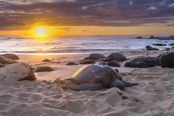 Turtle Beach sunset Oahu Hawaii by Jianghui Zhang