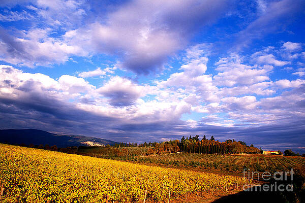 Wall Art - Photograph - Tuscany, Italy #2 by Bill Bachmann