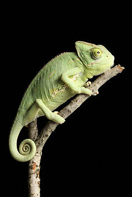 Wall Art - Photograph - Veiled Chameleon On A Stick #2 by David Kenny