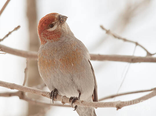 Wall Art - Photograph - What's Up? #2 by Cheryl Baxter