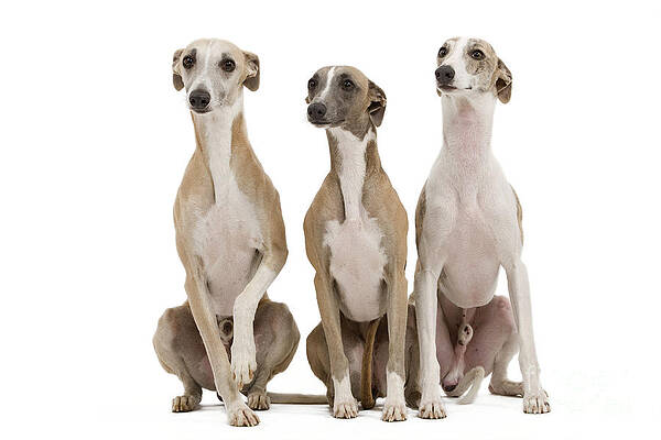 Wall Art - Photograph - Whippets #2 by Jean-Michel Labat