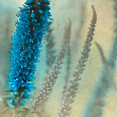 Wild and Free by Bonnie Bruno Wild and Free by Bonnie Bruno