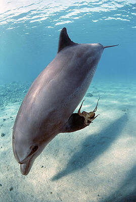 Wall Art - Photograph - Wild Bottlenose Dolphin #2 by Jeff Rotman