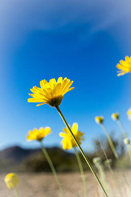 Wild Flowers by Gerry Groeber Wild Flowers by Gerry Groeber