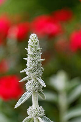 Wall Art - Photograph - Wildflower #2 by Peter Lakomy