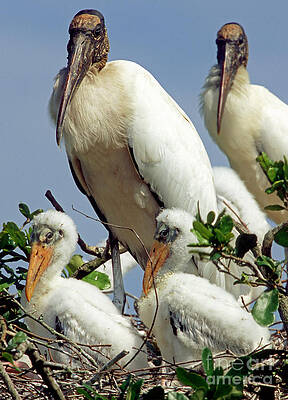 Wall Art - Photograph - Wood Storks #2 by Millard H. Sharp