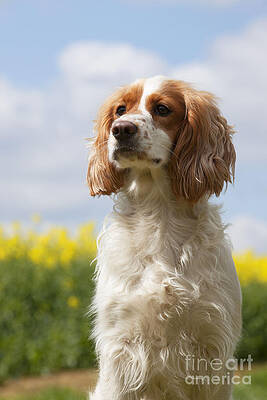 Wall Art - Photograph - Working Cocker Spaniel #2 by John Daniels
