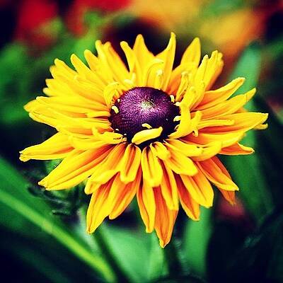 Wall Art - Photograph - Yellow Flower #2 by Luisa Azzolini