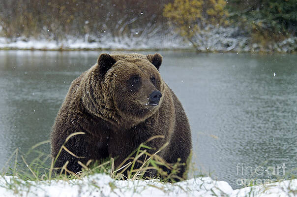 Wall Art - Photograph - Brown Bear #20 by Mark Newman