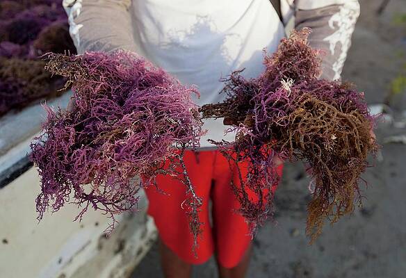 Wall Art - Photograph - 2015 Agar Seaweed Algae Coastal Farming by Science Photo Library