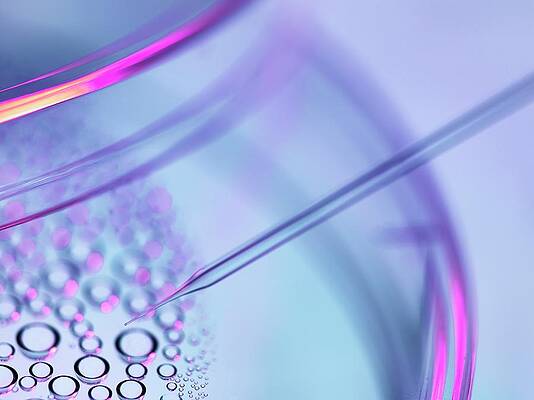 Wall Art - Photograph - Stem Cell Research #22 by Science Photo Library