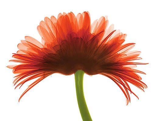 Wall Art - Photograph - X-ray Gerber Daisy #22 by Ted Kinsman