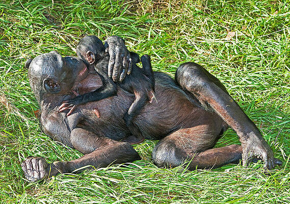 Wall Art - Photograph - Bonobo Mother And Baby #23 by Millard H. Sharp