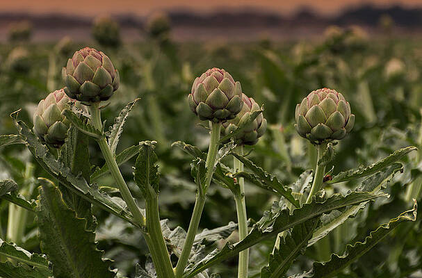 2454 Artichoke Fields by Deidre Elzer-Lento 2454 Artichoke Fields by Deidre Elzer-Lento