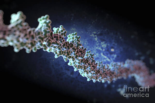 Wall Art - Photograph - Human Dna #27 by Science Picture Co