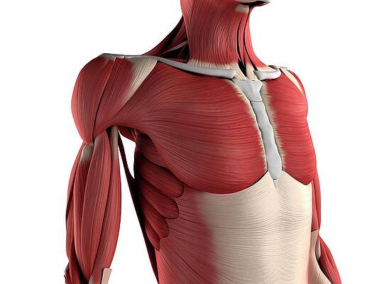 Wall Art - Digital Art - Male Musculature, Artwork #28 by Sciepro