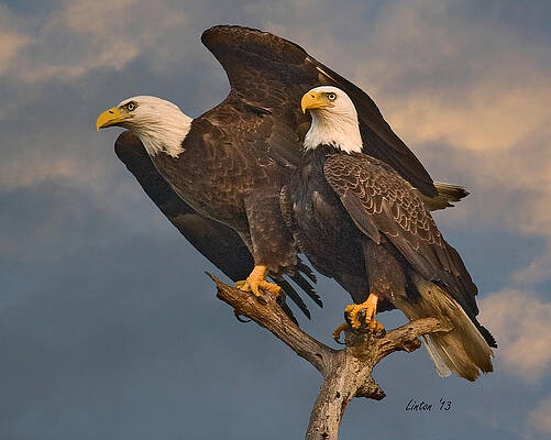 Wall Art - Photograph - American Bald Eagle Pair #3 by Larry Linton