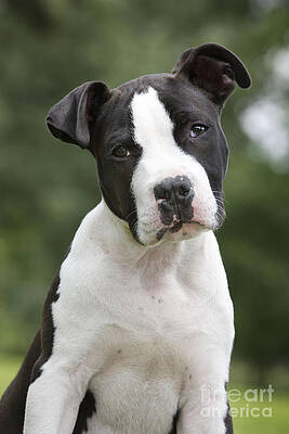 Wall Art - Photograph - American Staffordshire Terrier Puppy #5 by Johan De Meester
