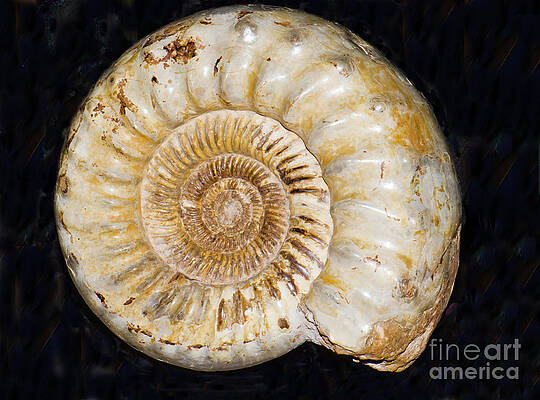 Wall Art - Photograph - Ammonite Fossil #3 by Millard H. Sharp