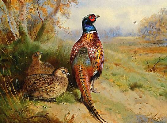 Wall Art - Painting - Pheasant At The Edge Of The Wood by Archibald Thorburn
