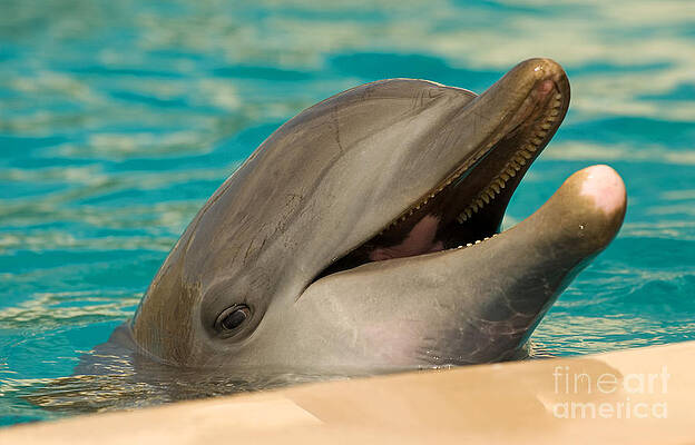 Wall Art - Photograph - Atlantic Bottlenose Dolphin #3 by Millard H. Sharp