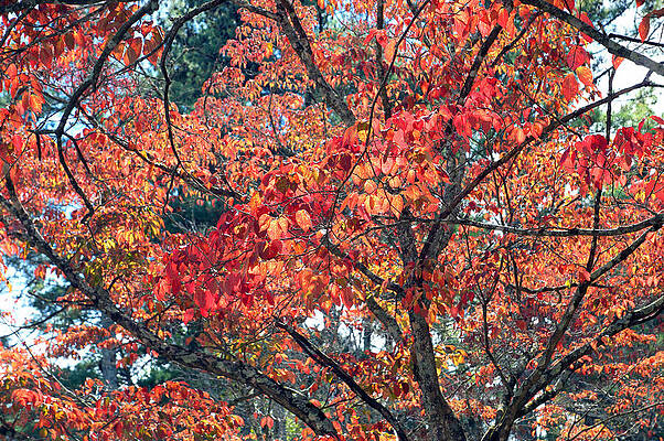 Autumn Leaves by Rafael Salazar Autumn Leaves by Rafael Salazar