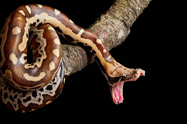 Wall Art - Photograph - Blood Python Python Brongersmai #3 by David Kenny