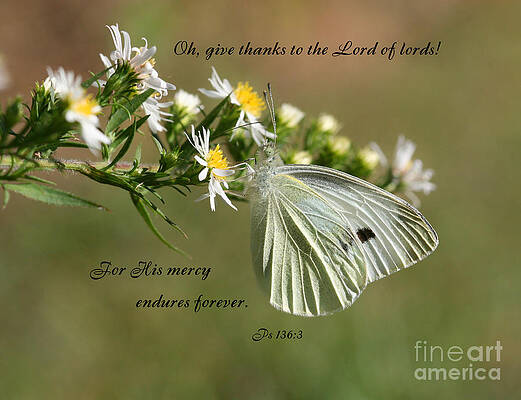 Wall Art - Photograph - Butterfly Scripture #3 by Jill Lang