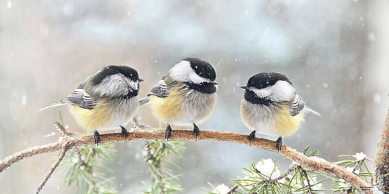 3 Chickadees on a Snowy Day by Peg Runyan 3 Chickadees on a Snowy Day by Peg Runyan