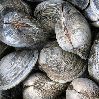 Clams by Heidi Farmer Clams by Heidi Farmer
