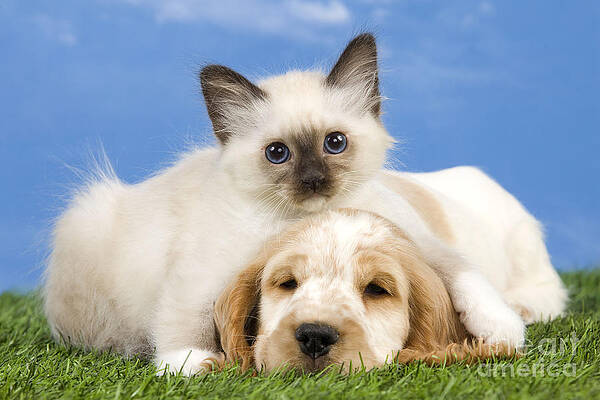 Wall Art - Photograph - Cocker Spaniel With Birman Kitten #3 by Jean-Michel Labat