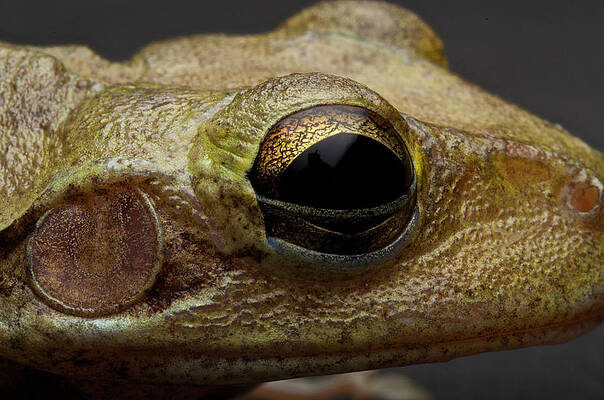 Wall Art - Photograph - Cuban Tree Frog Osteopilus #3 by Aaron Ansarov