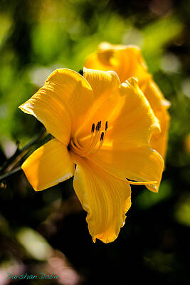 Daylily by Darshan Dabir