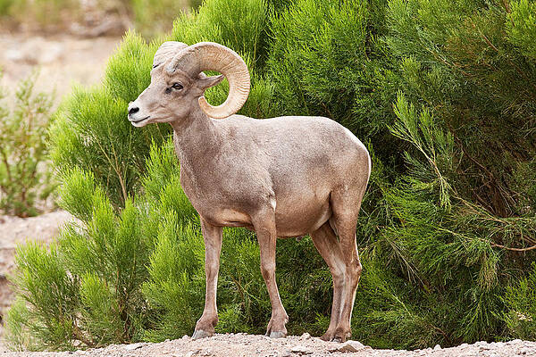 Wall Art - Photograph - Desert Bighorn Sheep Ram #3 by Craig K. Lorenz