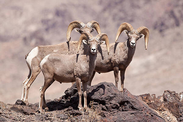 Wall Art - Photograph - Desert Bighorn Sheep Rams #3 by Craig K. Lorenz