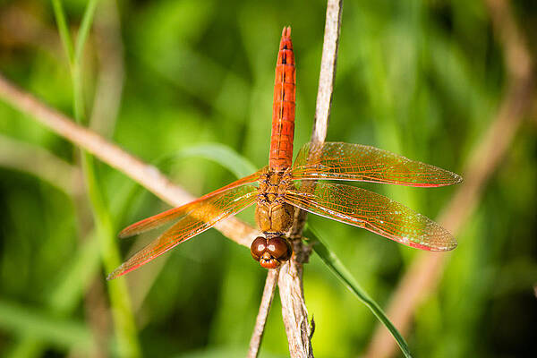 Wall Art - Photograph - Dragonfly #3 by SAURAVphoto Online Store