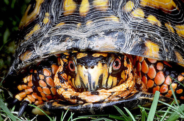 Wall Art - Photograph - Eastern Box Turtle #3 by Millard H. Sharp