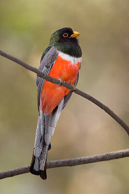 Wall Art - Photograph - Elegant Trogon #3 by Craig K. Lorenz